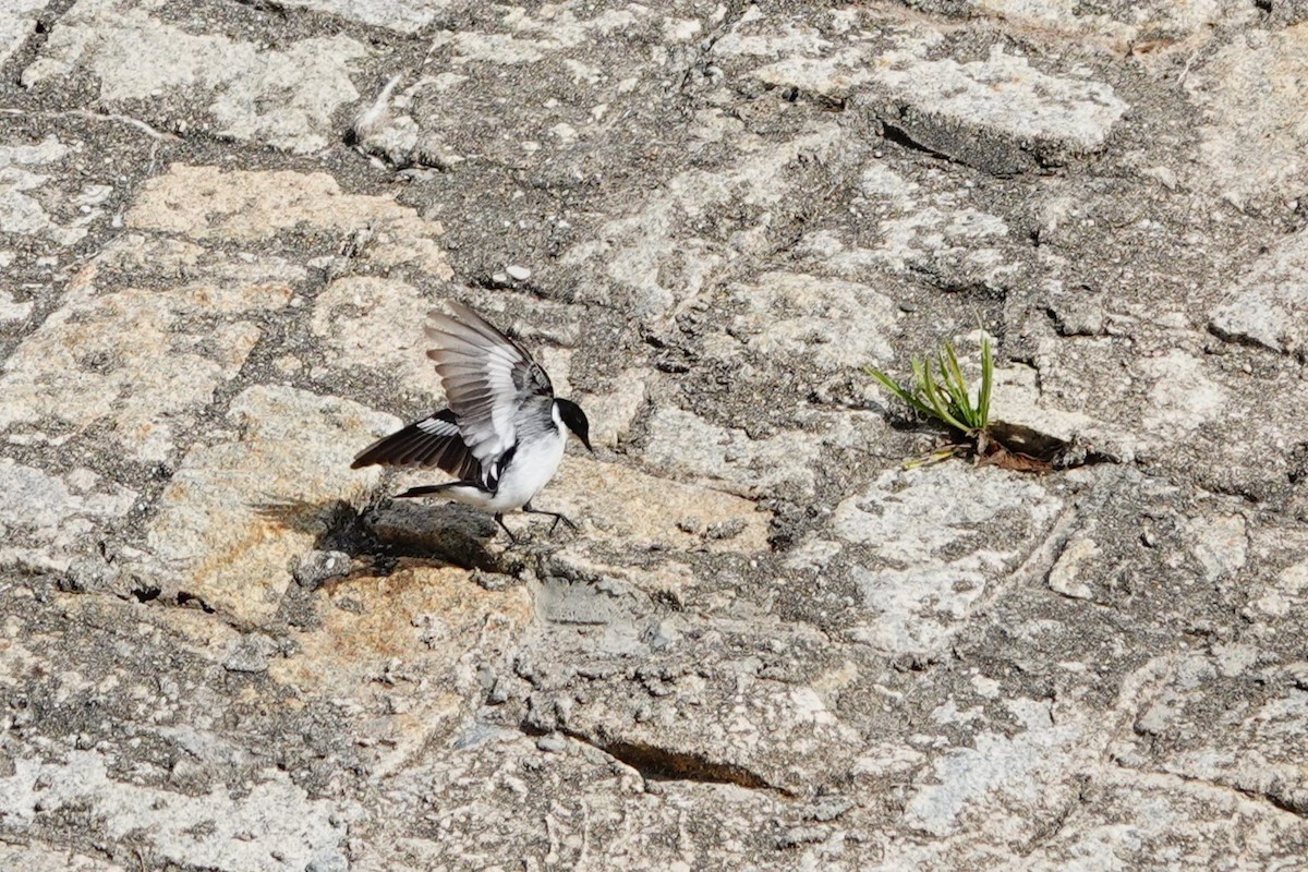 Collared Flycatcher - ML620707017