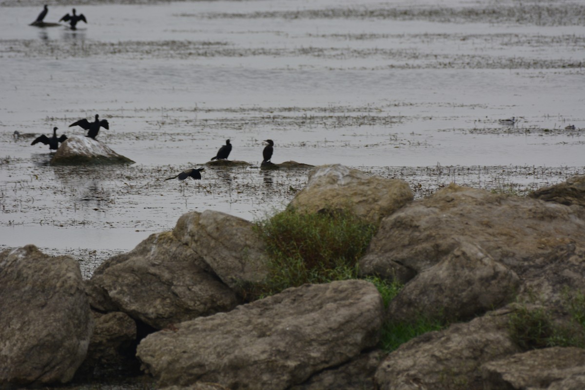 Indian Cormorant - ML620707020