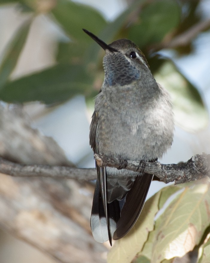 Colibrí Gorjiazul - ML620707023