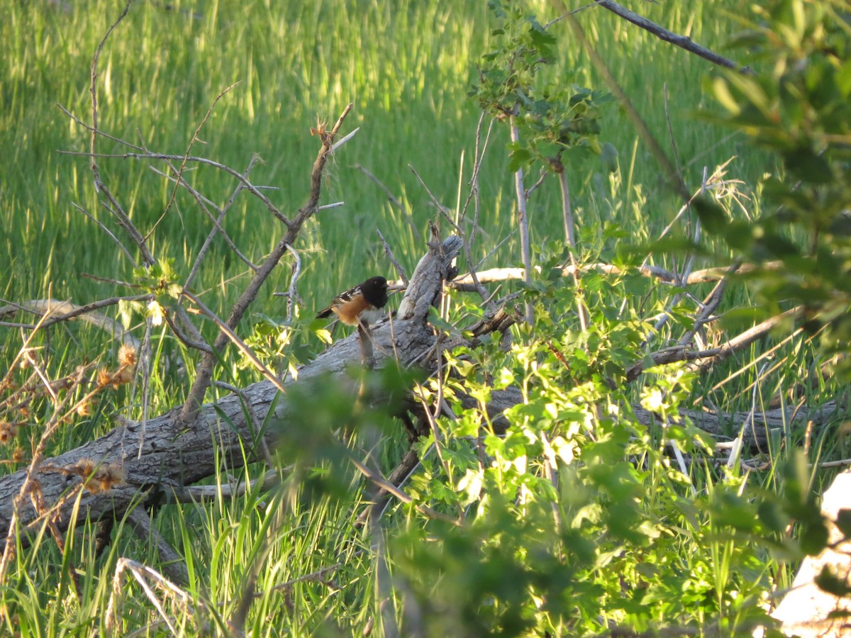 Spotted Towhee - ML620707025