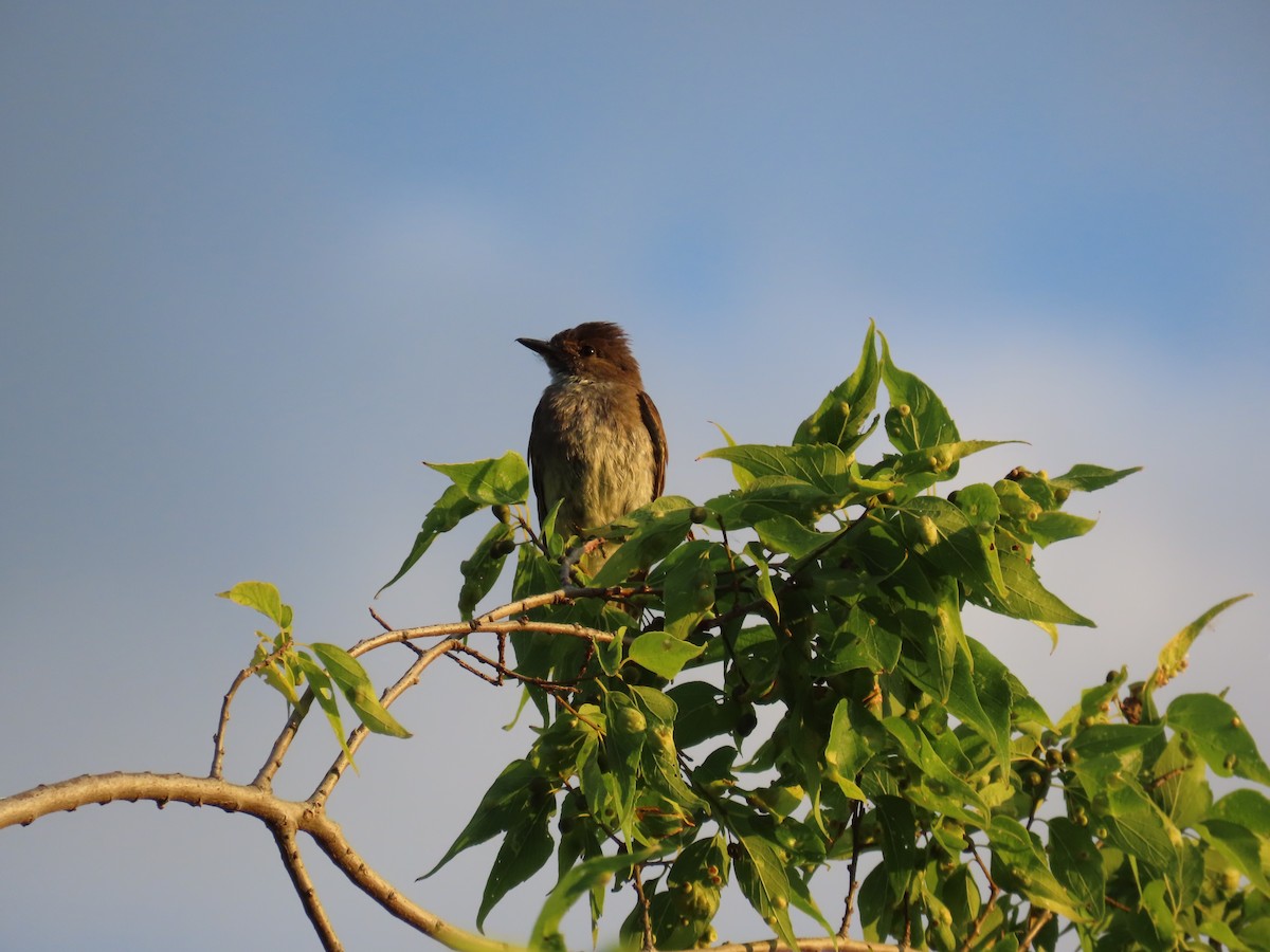 Eastern Phoebe - ML620707026