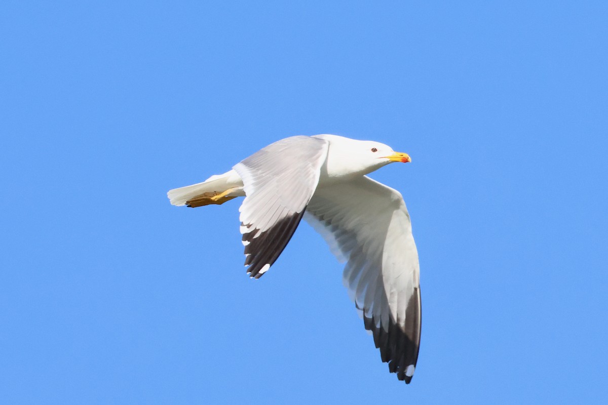 Armenian Gull - ML620707034