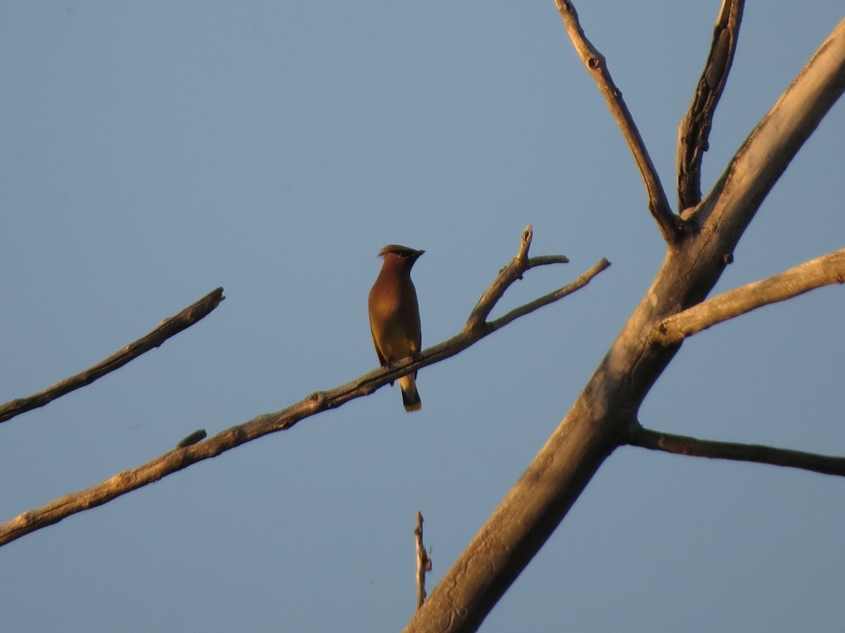 Cedar Waxwing - ML620707035