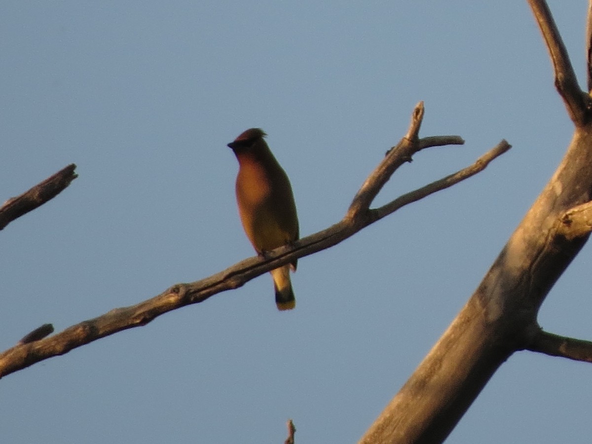 Cedar Waxwing - ML620707036