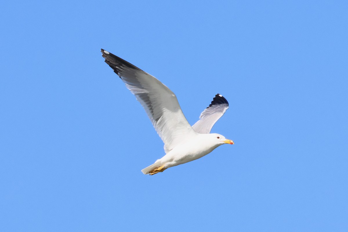 Armenian Gull - ML620707037