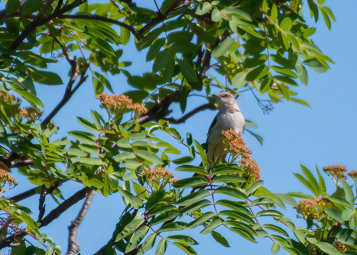 Northern Mockingbird - Rene Duclos