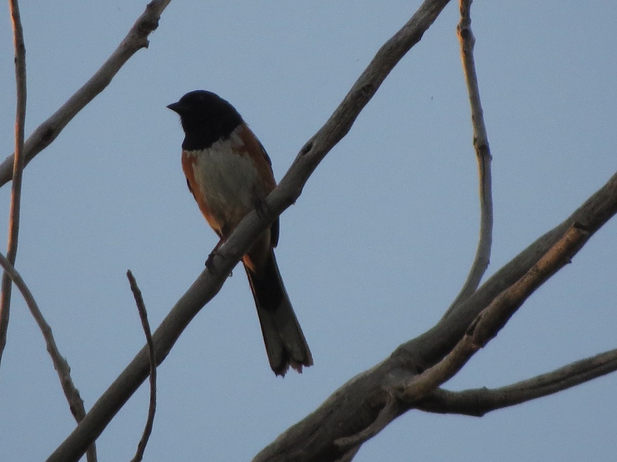 Spotted Towhee - ML620707055