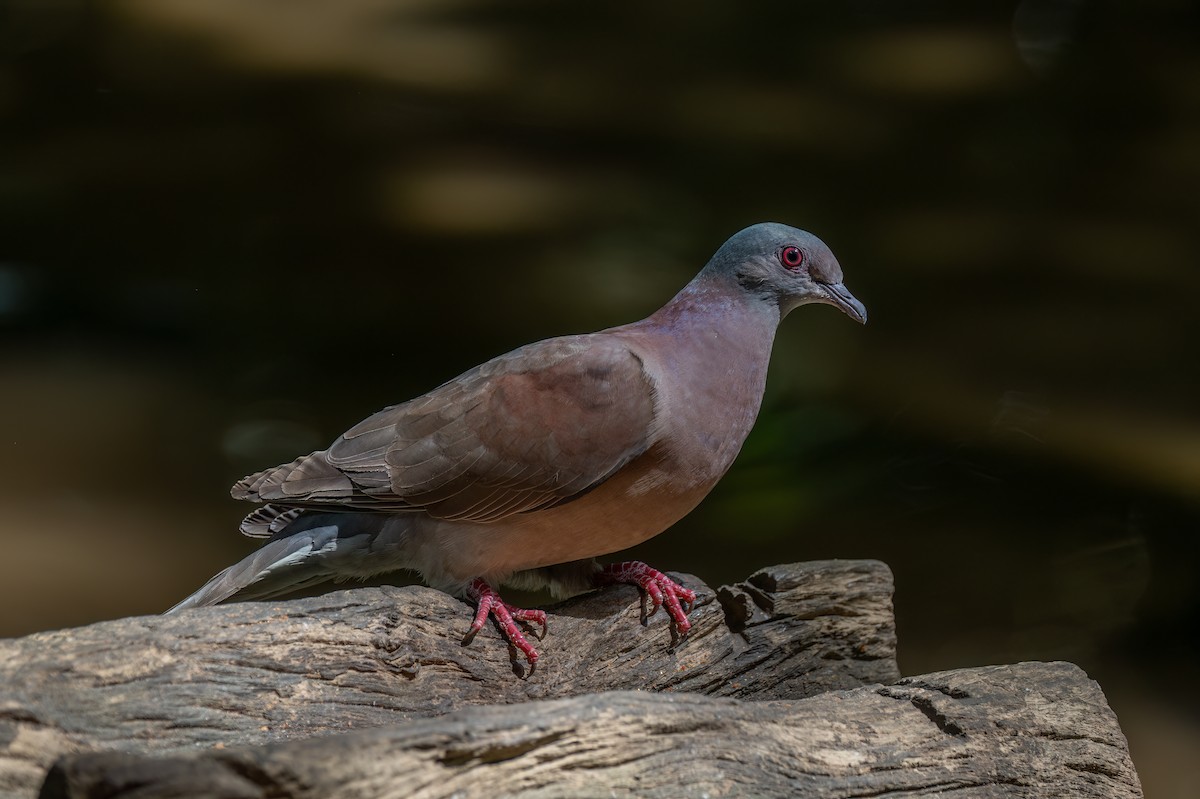 Pale-vented Pigeon - ML620707056