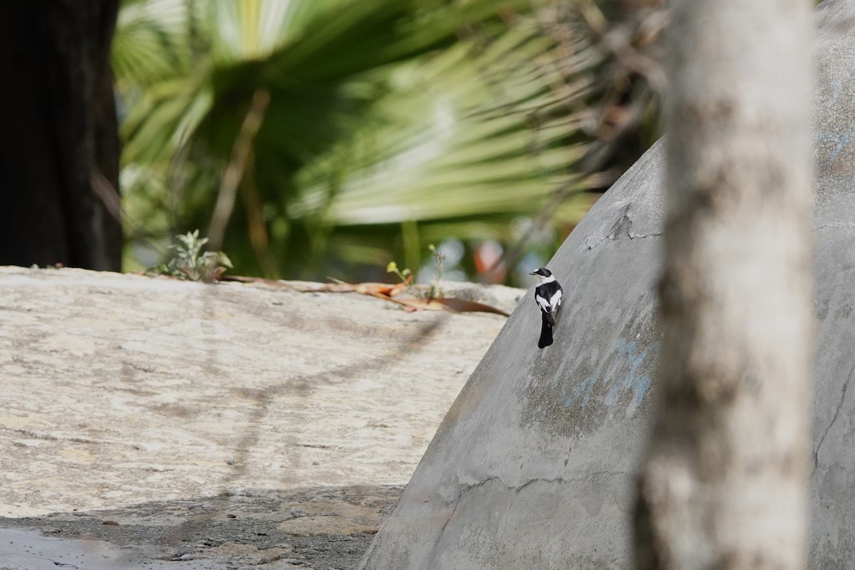 Collared Flycatcher - ML620707059