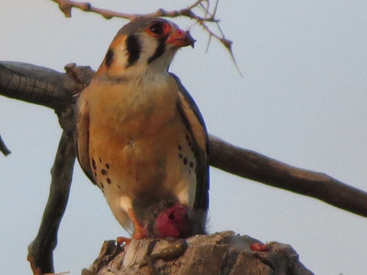 American Kestrel - ML620707061