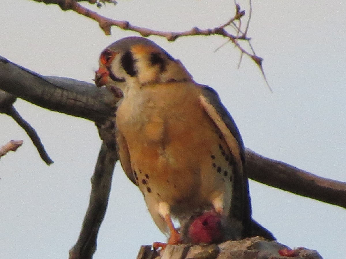 American Kestrel - ML620707062