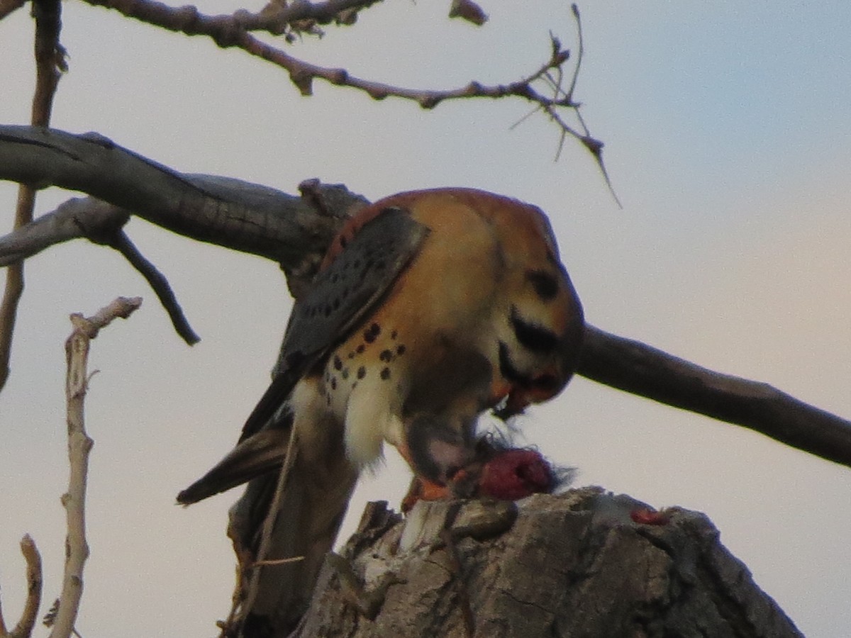 American Kestrel - ML620707063