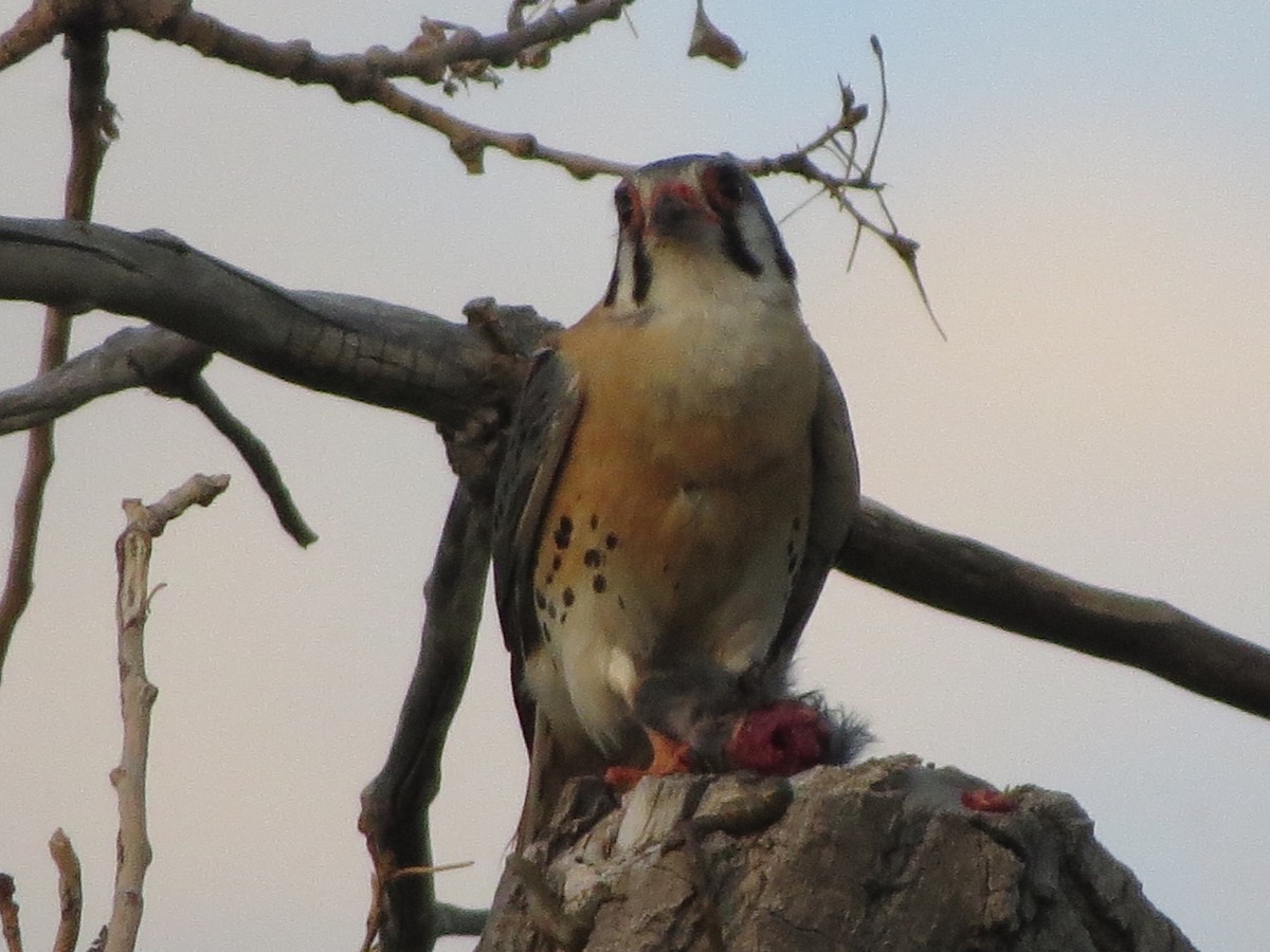 American Kestrel - ML620707064