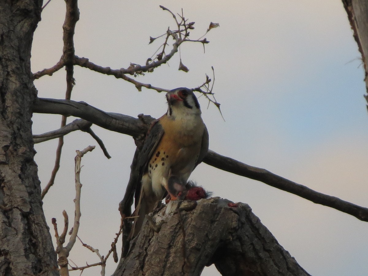 American Kestrel - ML620707066