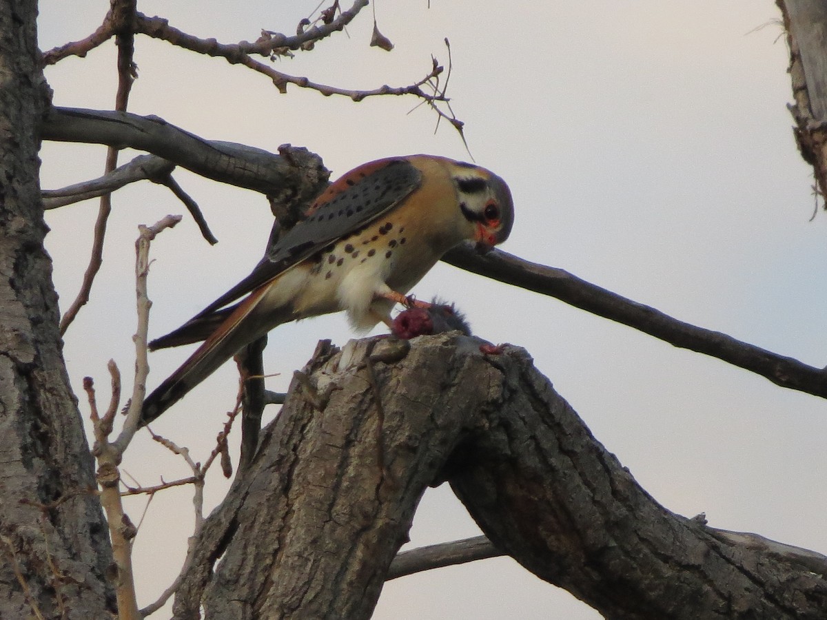 American Kestrel - ML620707068