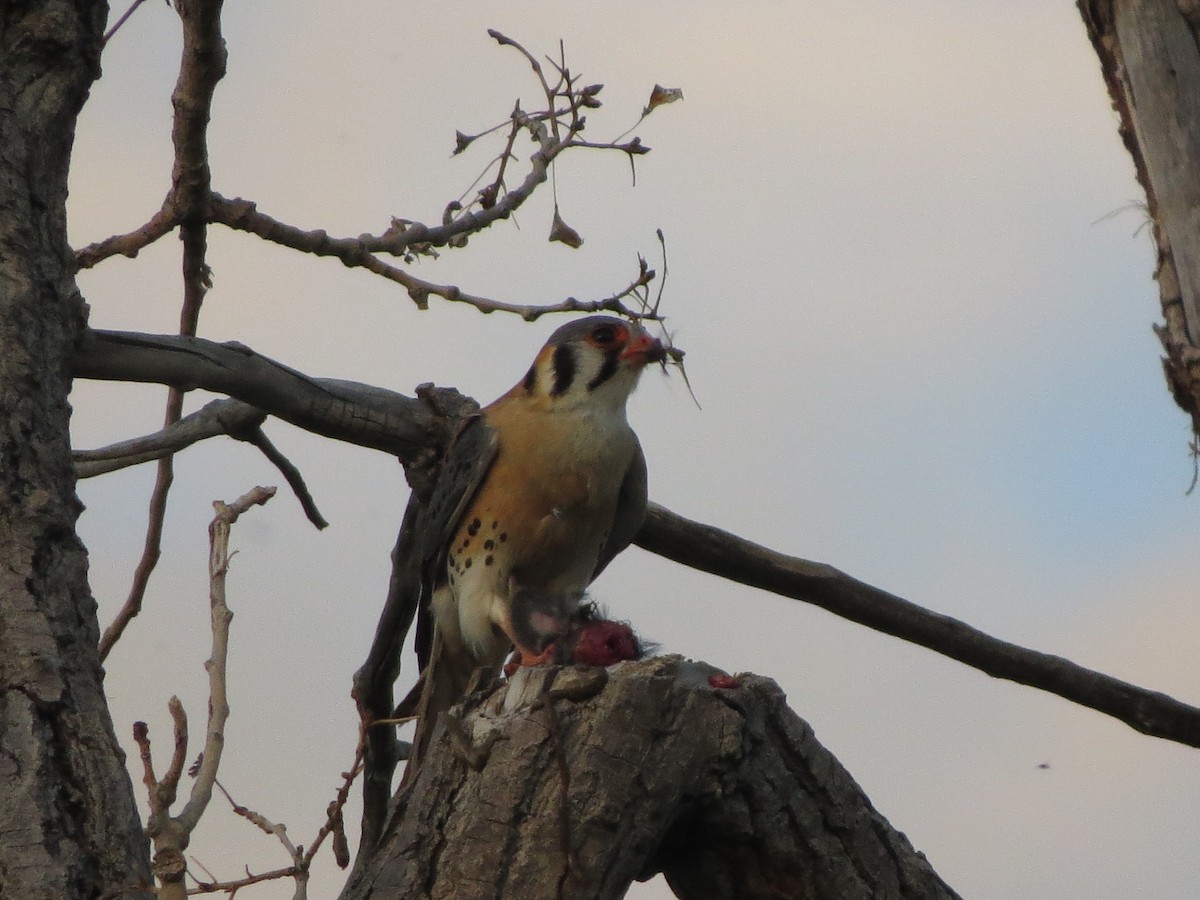 American Kestrel - ML620707069