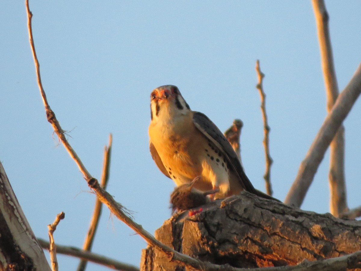 American Kestrel - Melanie Mitchell