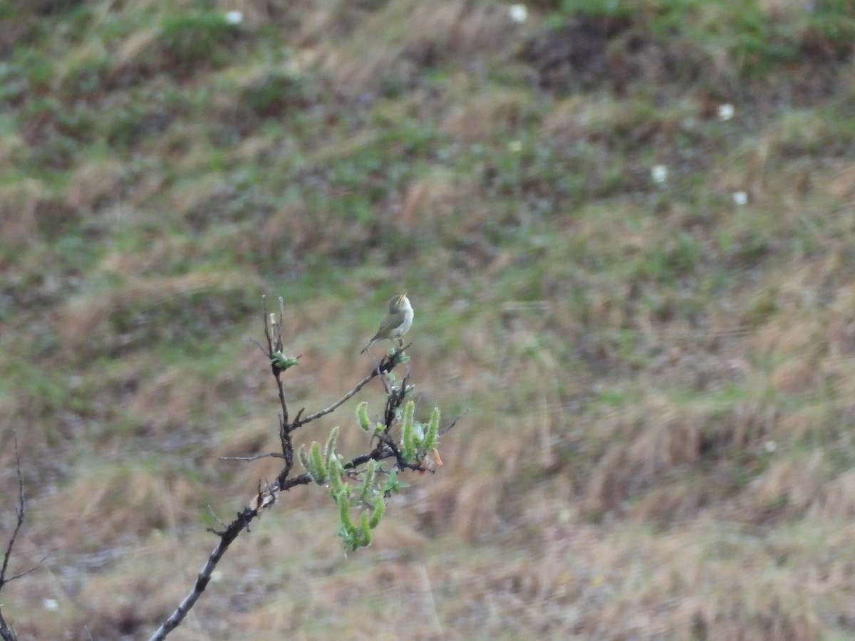 Arctic Warbler - Cindy Millford