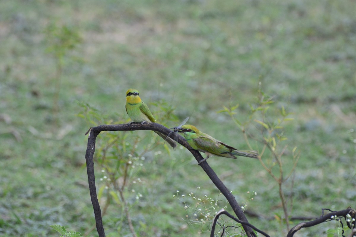 Asian Green Bee-eater - ML620707076