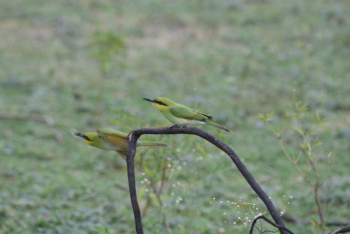 Asian Green Bee-eater - ML620707077