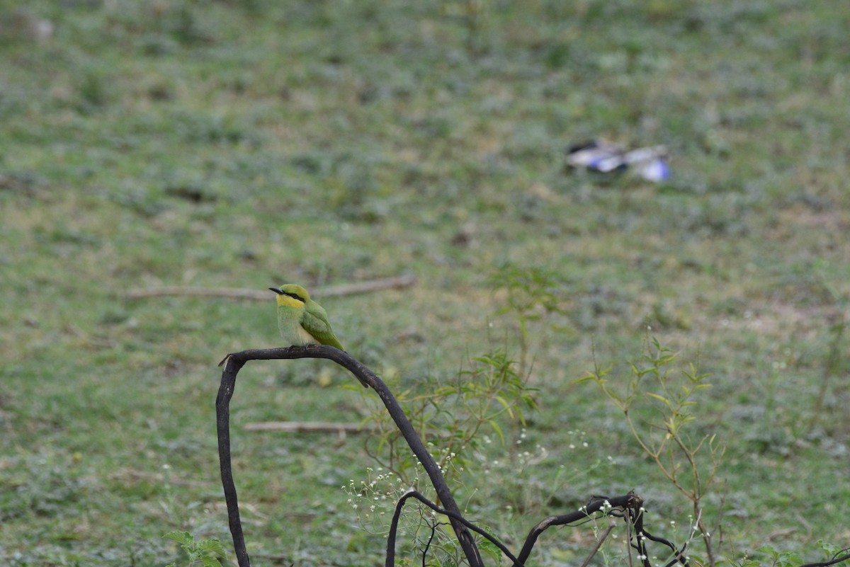 Asian Green Bee-eater - ML620707079