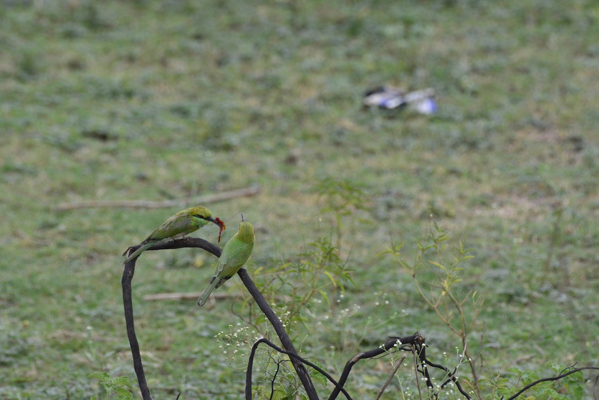 Asian Green Bee-eater - Karthik Solanki