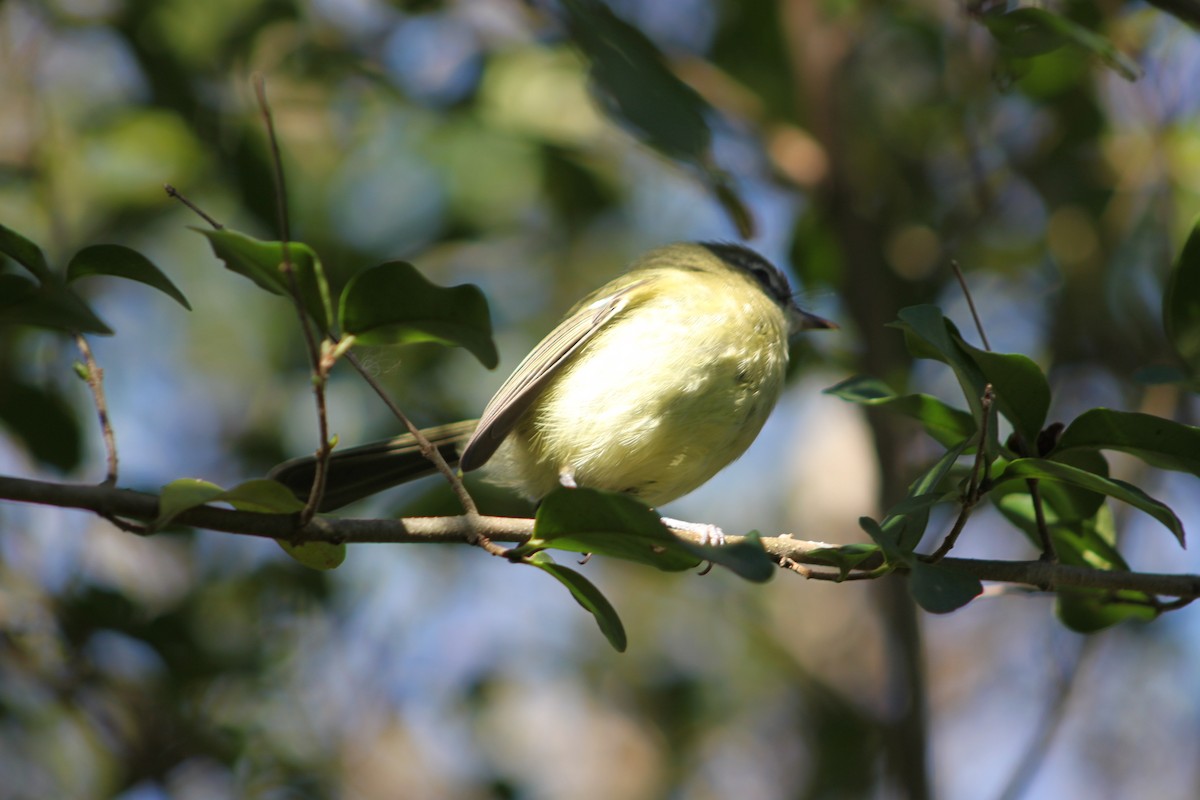 Mottle-cheeked Tyrannulet - ML620707085