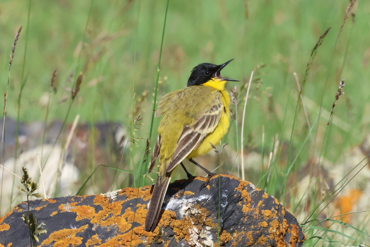 Western Yellow Wagtail (feldegg) - ML620707091