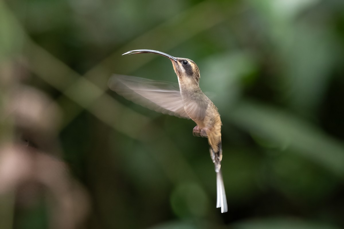 Длинноклювый колибри-отшельник - ML620707095
