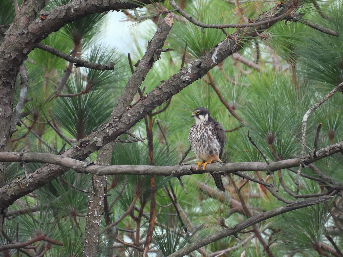 Eurasian Hobby - ML620707099