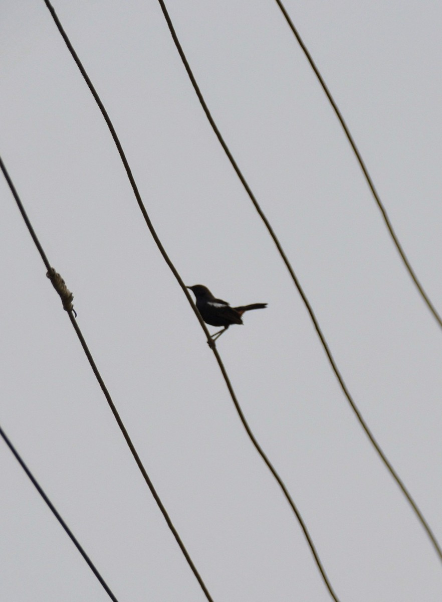 Indian Robin - Karthik Solanki