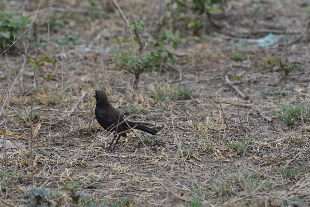 Indian Robin - ML620707101