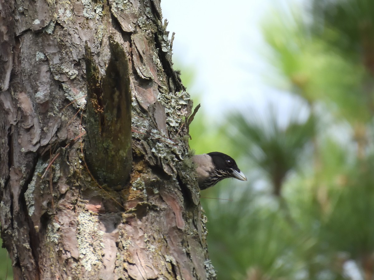 Black-headed Jay - ML620707107