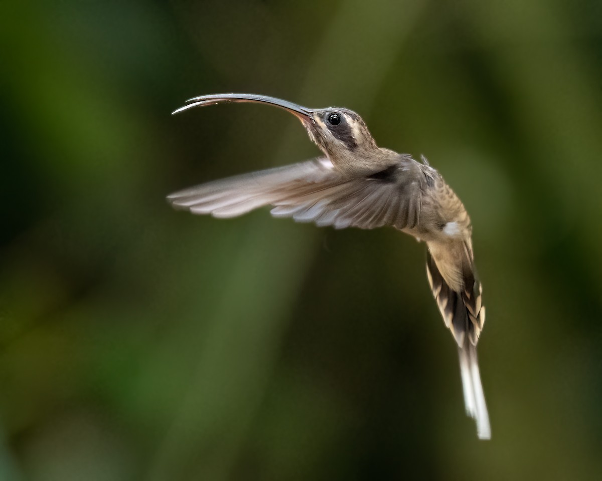 Long-billed Hermit - ML620707109