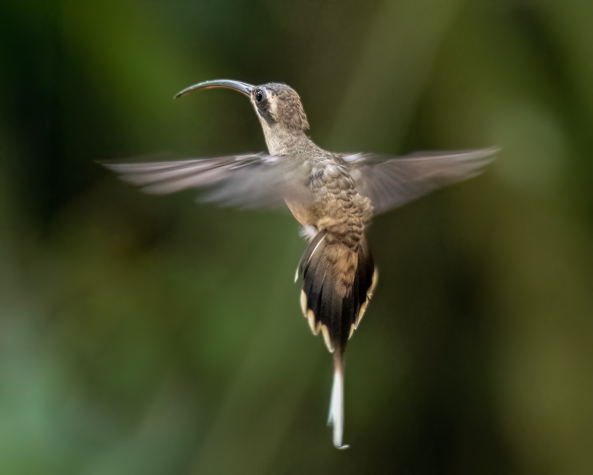 Long-billed Hermit - ML620707110