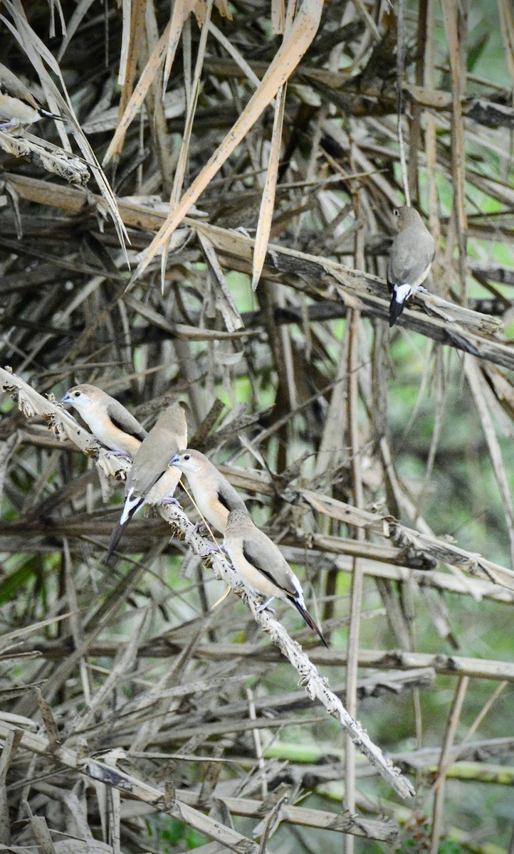 Indian Silverbill - ML620707113