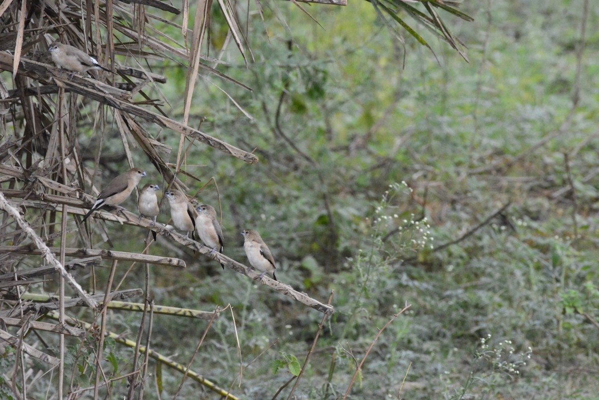 Indian Silverbill - ML620707114