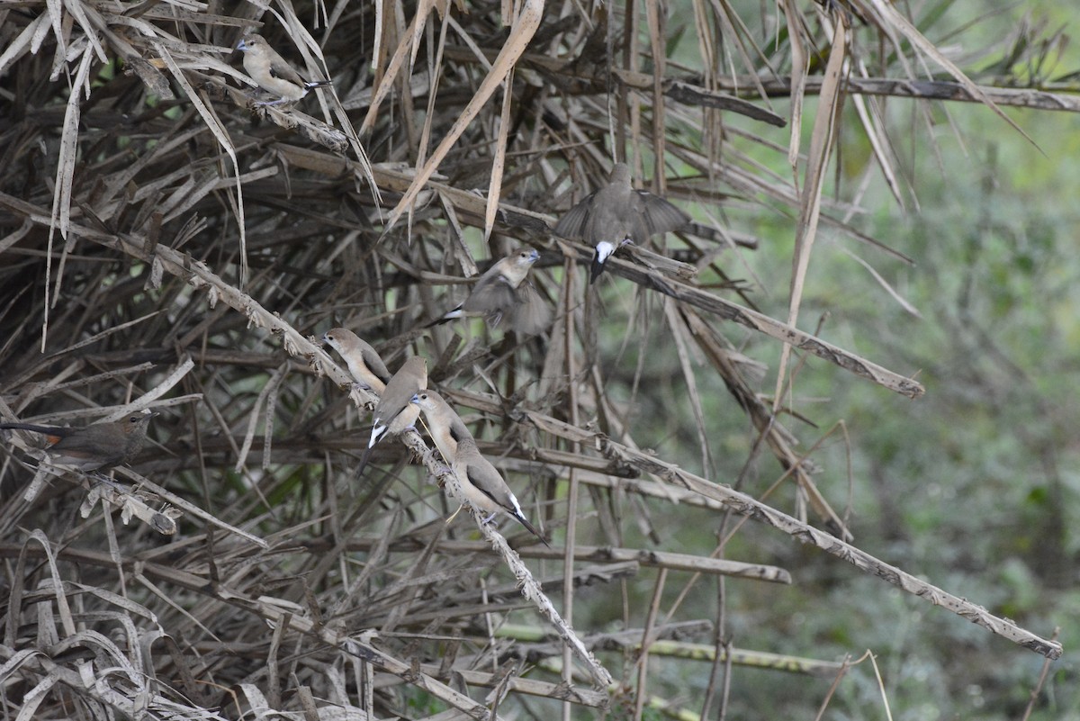 Indian Silverbill - ML620707115