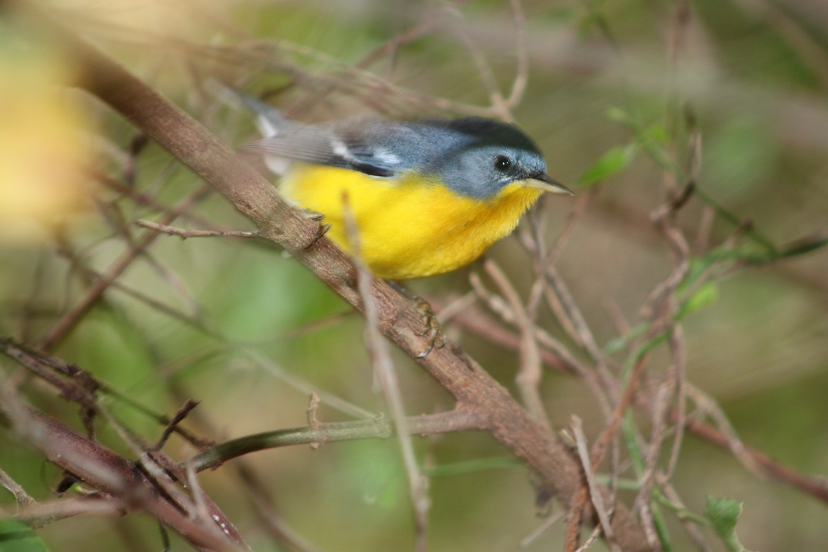 Tropical Parula - ML620707116