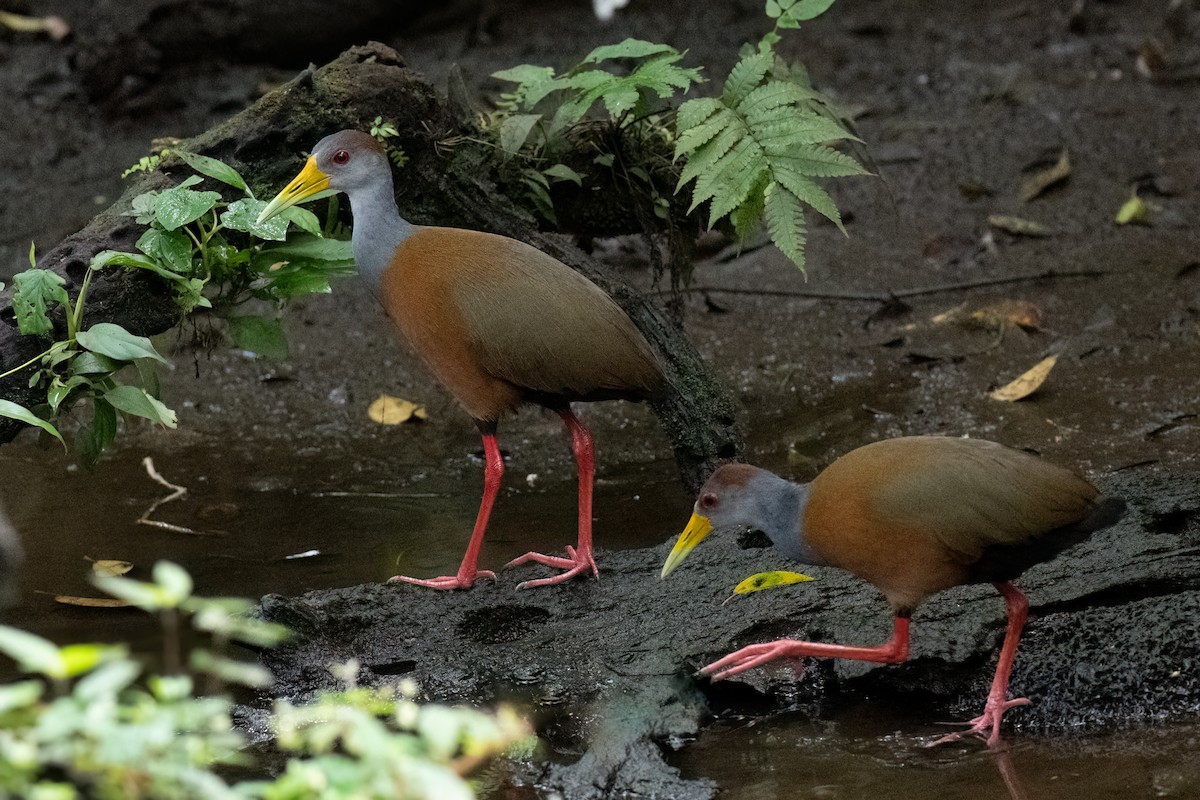 Russet-naped Wood-Rail - ML620707122