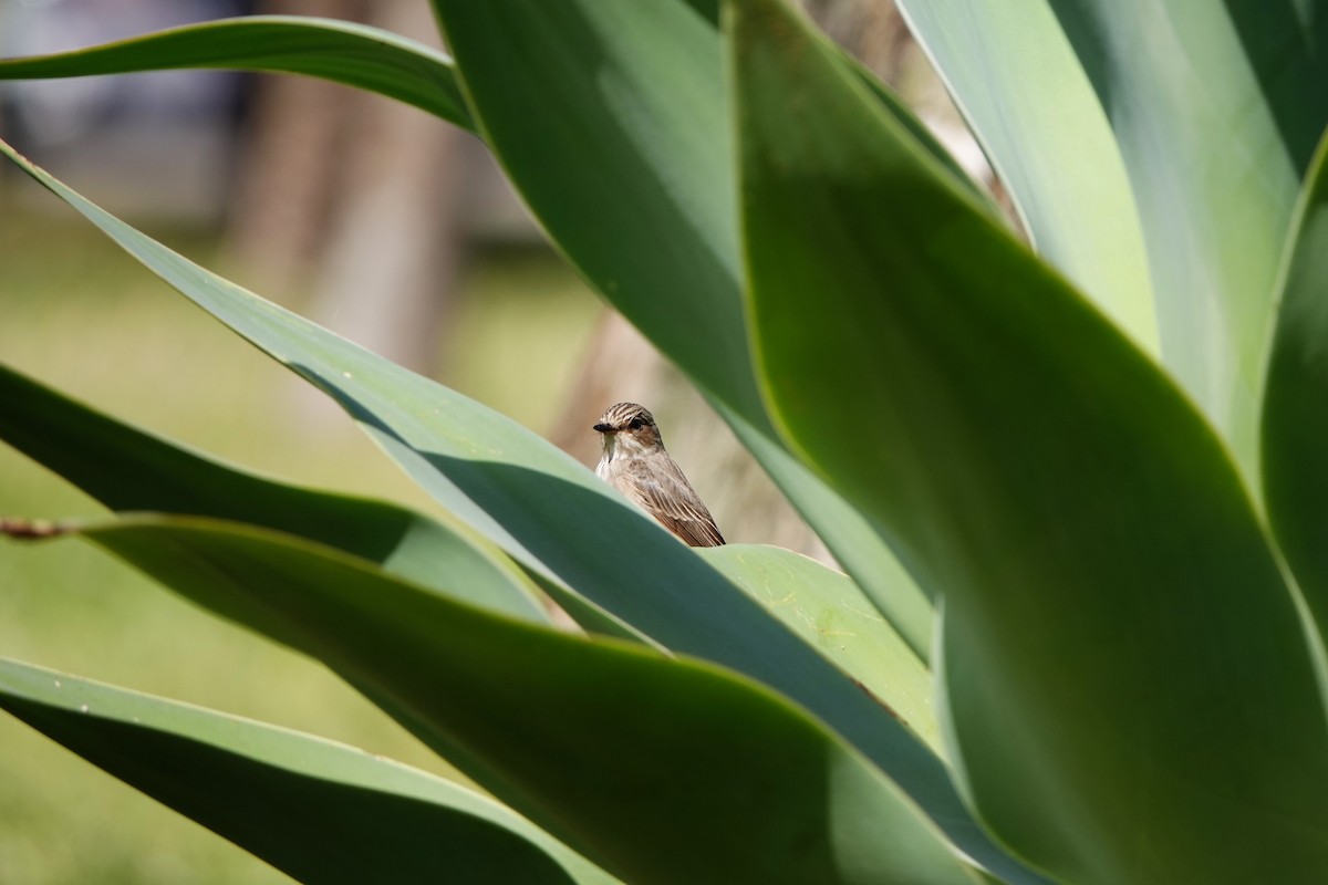 Spotted Flycatcher - ML620707123