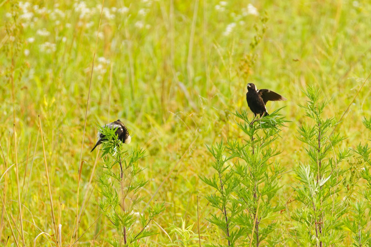 bobolink americký - ML620707124