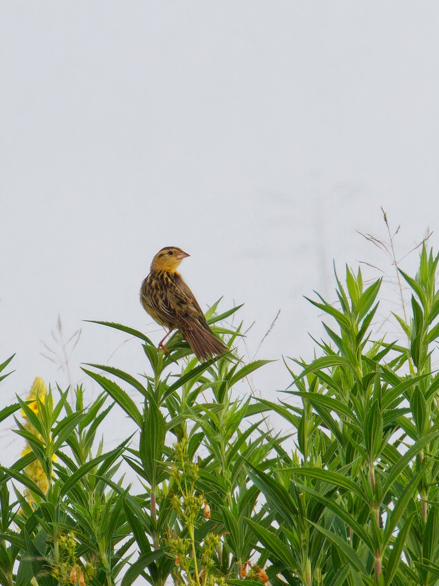 bobolink americký - ML620707126