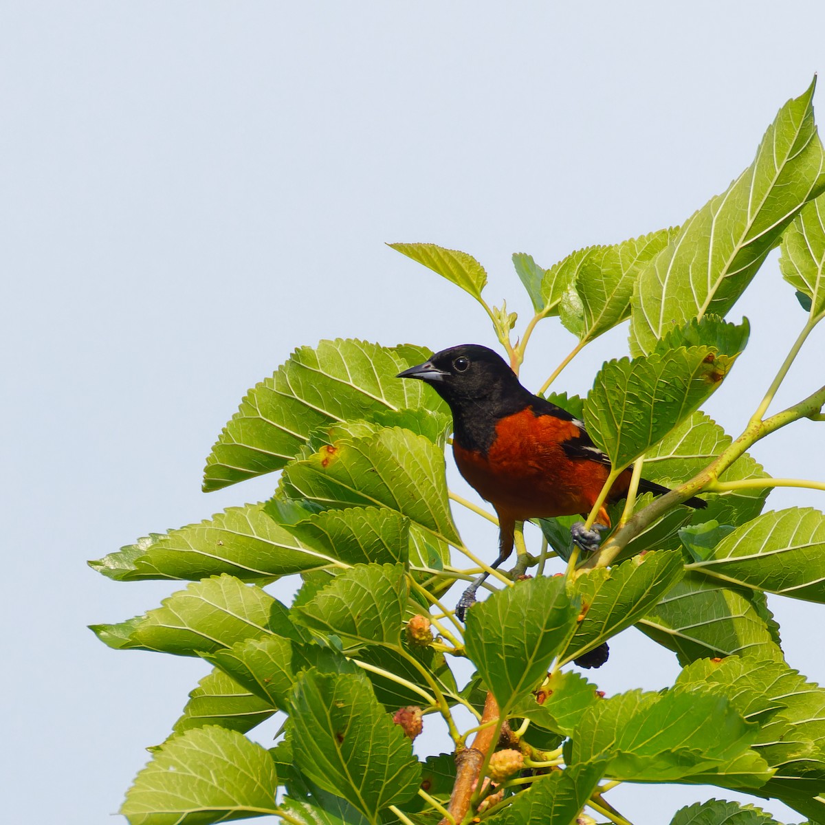 Orchard Oriole - ML620707128