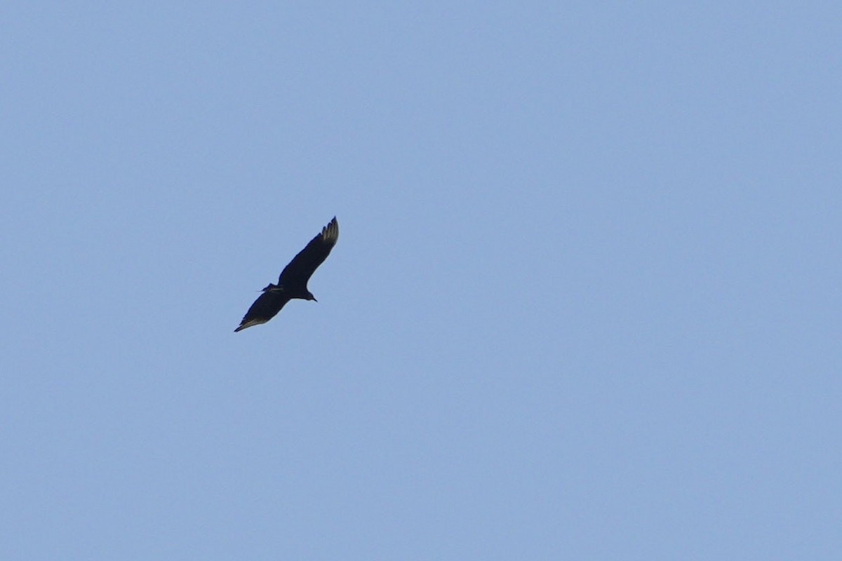 Black Vulture - ML620707129