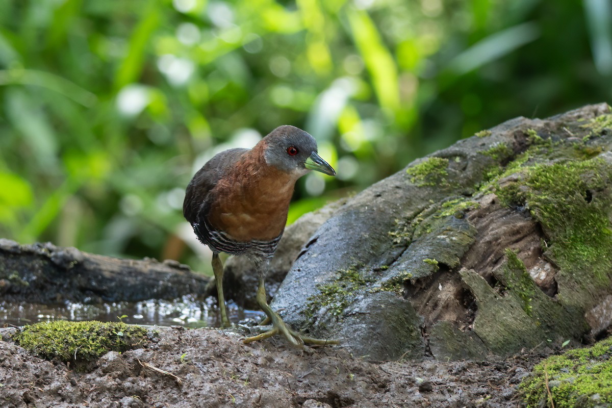 White-throated Crake - ML620707135