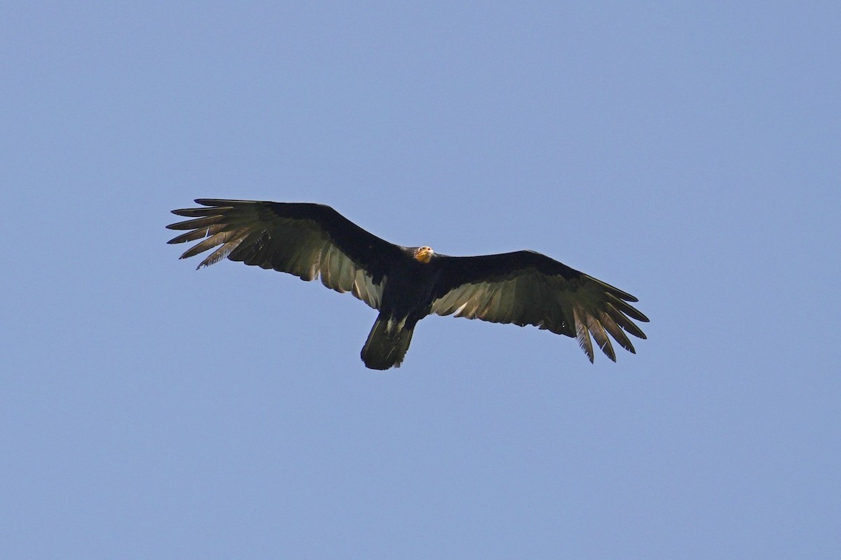 Greater Yellow-headed Vulture - ML620707137