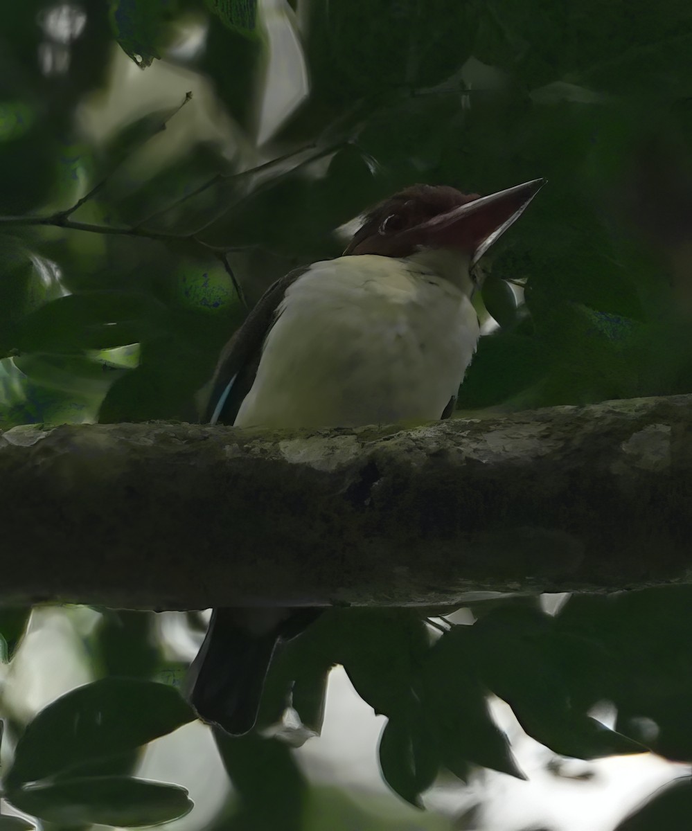 Chocolate-backed Kingfisher - ML620707138