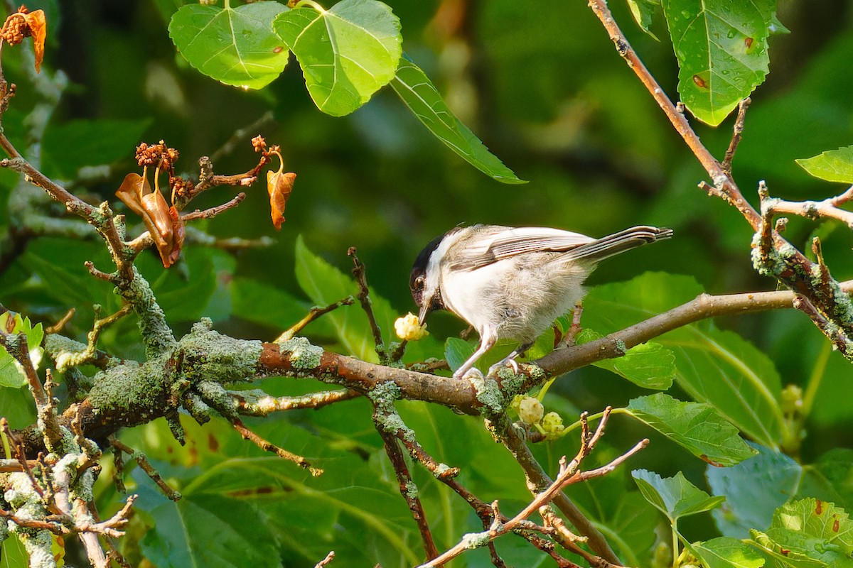 Black-capped Chickadee - Ruogu Li