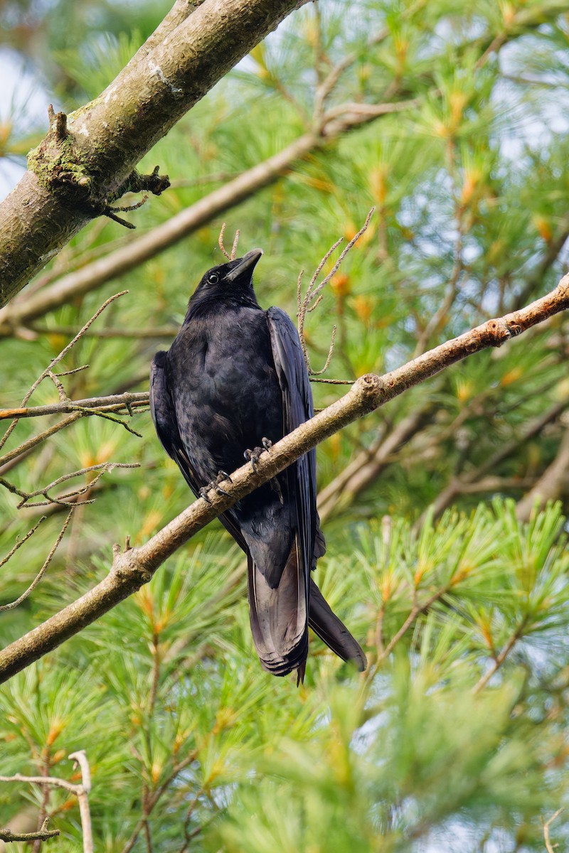 Fish Crow - ML620707147